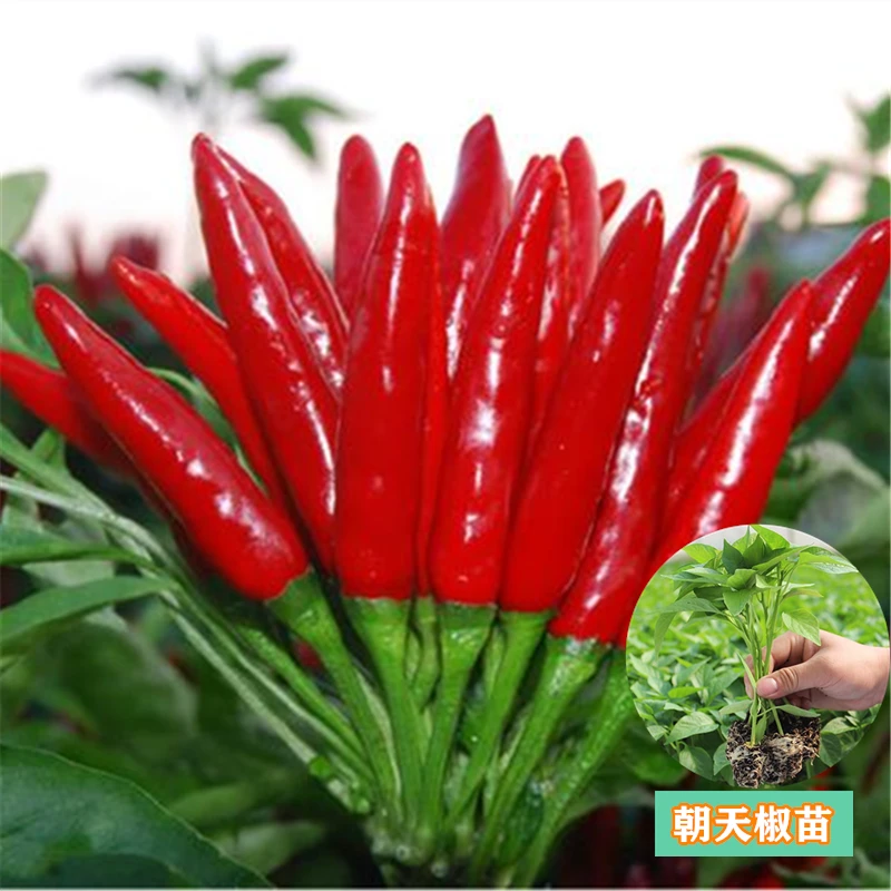 辣椒苗薄皮椒苗长线椒苗螺丝椒苗朝天椒苗牛角椒苗阳台四季蔬菜苗