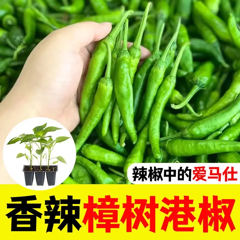 樟树港辣椒苗港辣椒苗秧带土球特产四季阳台盆栽薄皮辣椒种子庭院
