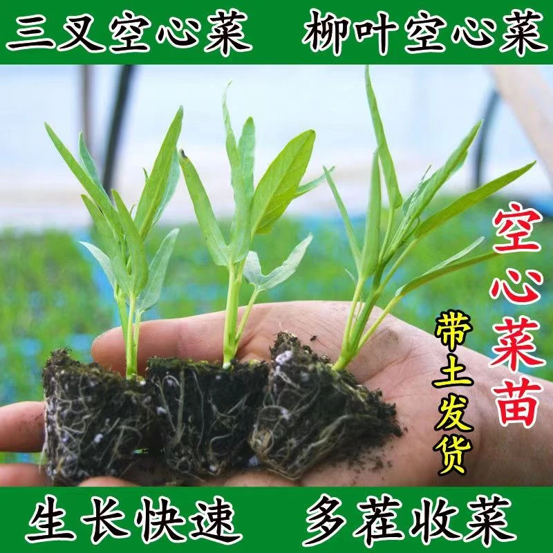 四季空心菜秧苗带土发货高产耐高温盆栽优良三叉空心菜苗庭院种植