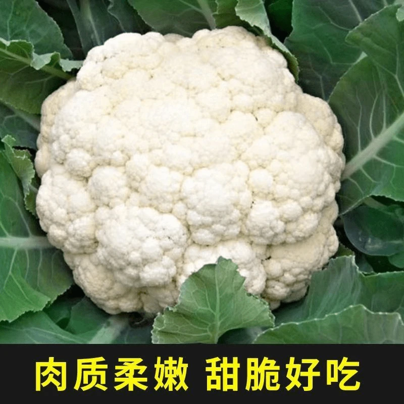 优质花菜苗秧苗青梗花椰菜松花菜种苗甘蓝苗西兰花苗四季阳台盆栽