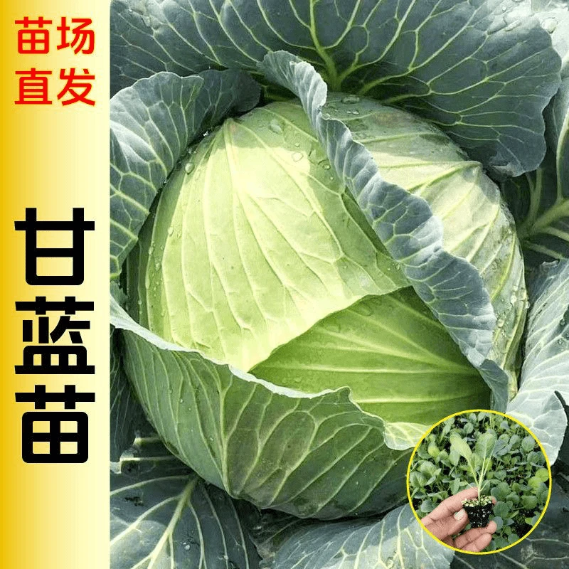 甘蓝苗包心菜卷心牛心甘蓝秧苗种子大头菜甘蓝四季田种植耐寒抗冻
