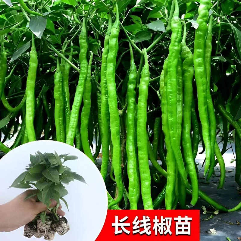 四季蔬菜苗线椒长线椒苗带土高产蔬菜苗辣椒秧苗家庭阳台种植盆栽