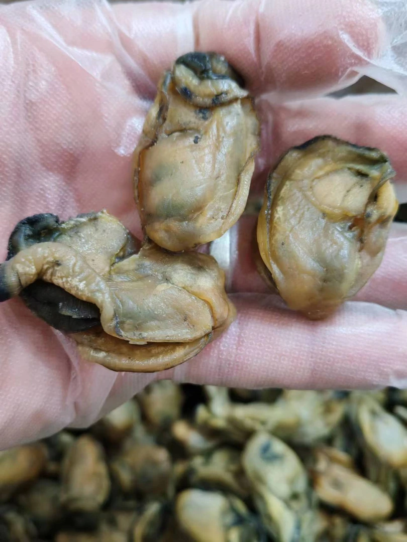 阳江程村蚝豉干蚝干海蛎干海蛎子新鲜蚝肉晒干味道鲜甜蚝香250克
