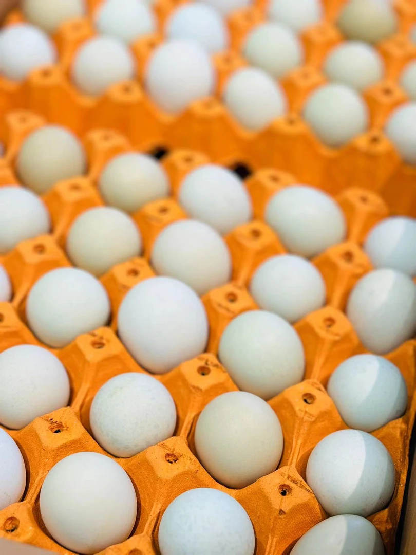 绿壳鸡蛋绿壳鸡蛋