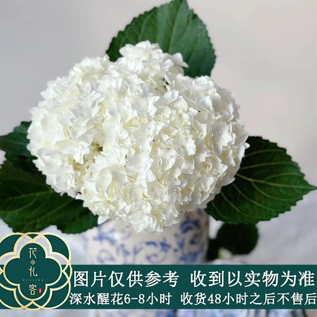 云花巷# 【绣球】鲜花优选 顺丰直发 鲜切花