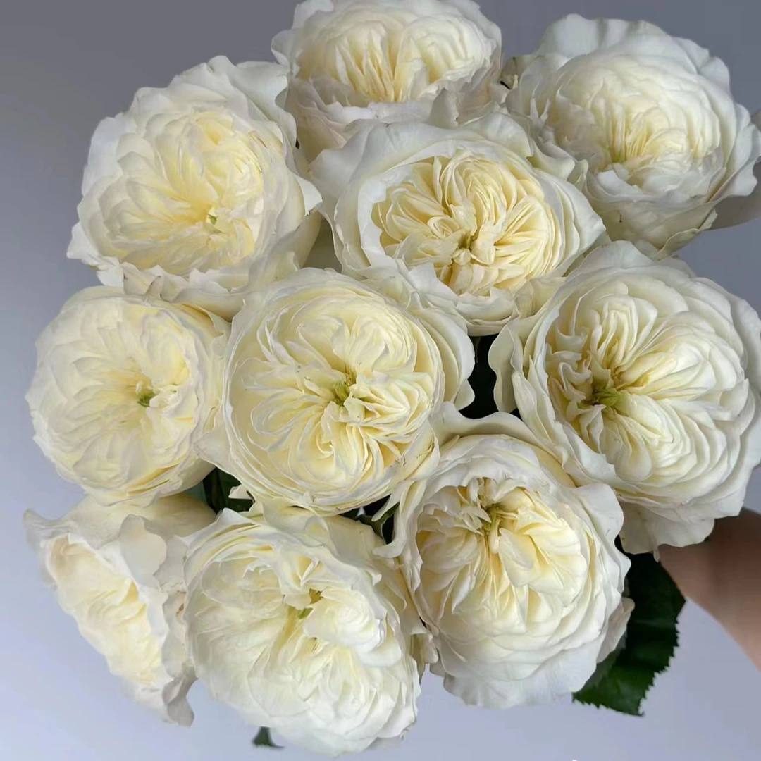 云花巷#玫瑰 【单头泰勒】鲜花优选 顺丰直发