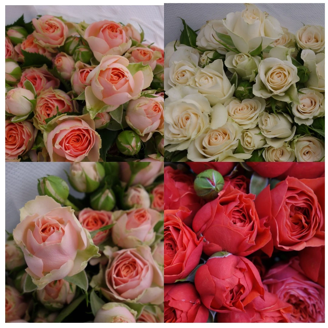 云花巷# 小众稀有玫瑰自选 顺丰冷链包邮云南鲜花优选