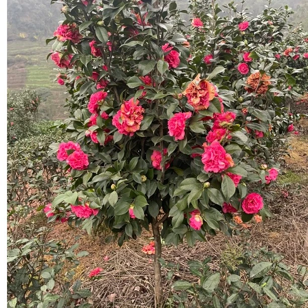 耐寒山茶花大红牡丹茶花，十八学士。四季常青原土球发货