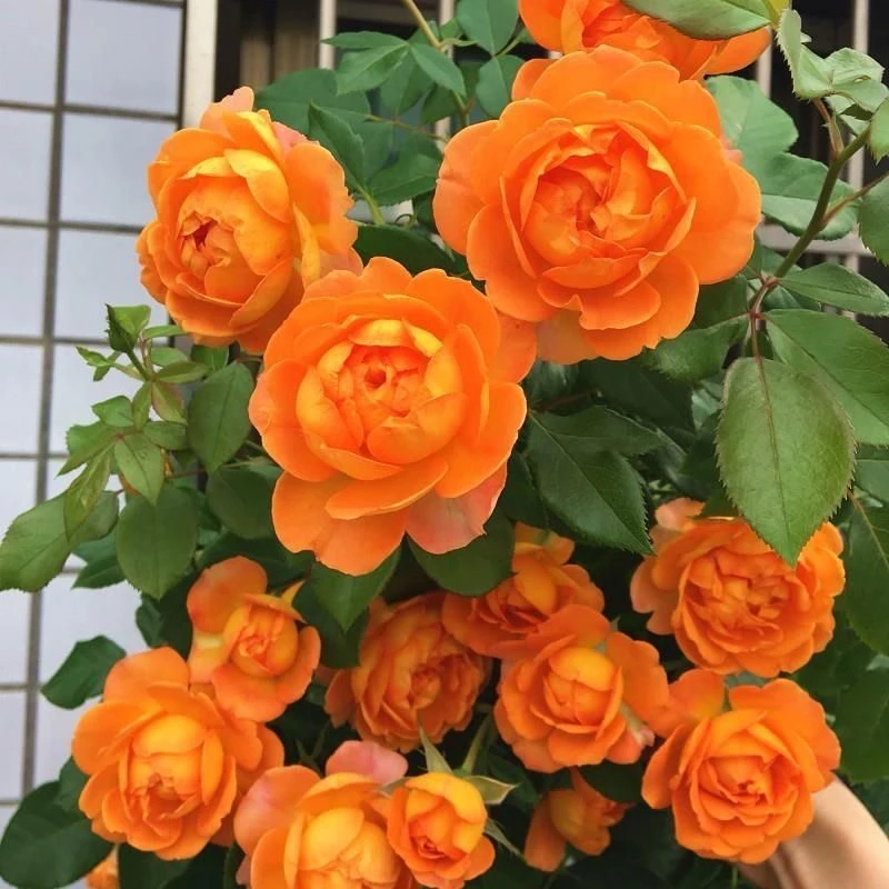 藤本月季蜂蜜焦糖，发货高度一米五，多季节开花庭院花墙拱门装饰