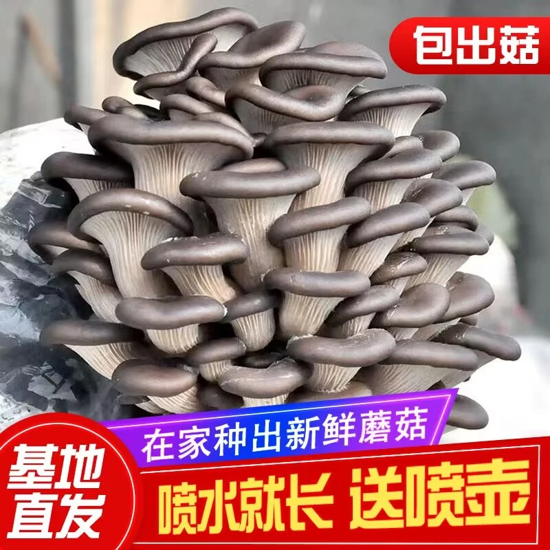 【四季种植】蘑菇种植包平菇菌包种蘑菇食用菌菌种家庭种植蘑菇菌
