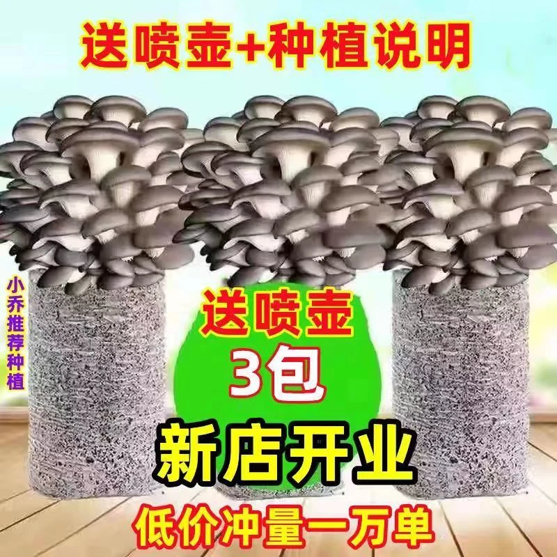【买一发三】家庭蘑菇菌包食用菌室内蘑菇种植菌棒种子菌种菌菇包