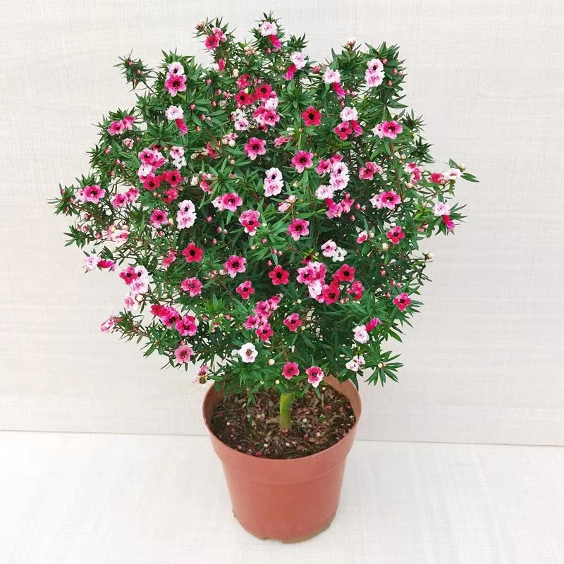 松红梅带花苞三色梅澳洲雪花梅室内花卉盆栽一树多色阳台四季精选