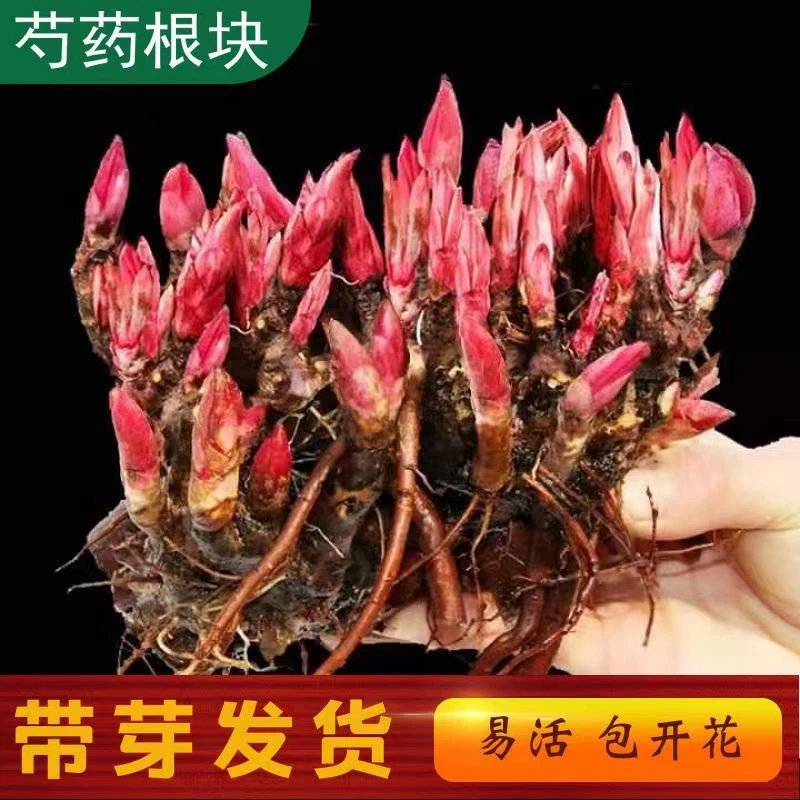 芍药花苗庭院花卉四季开花易活芍药根块带芽室内盆栽室外庭院植物