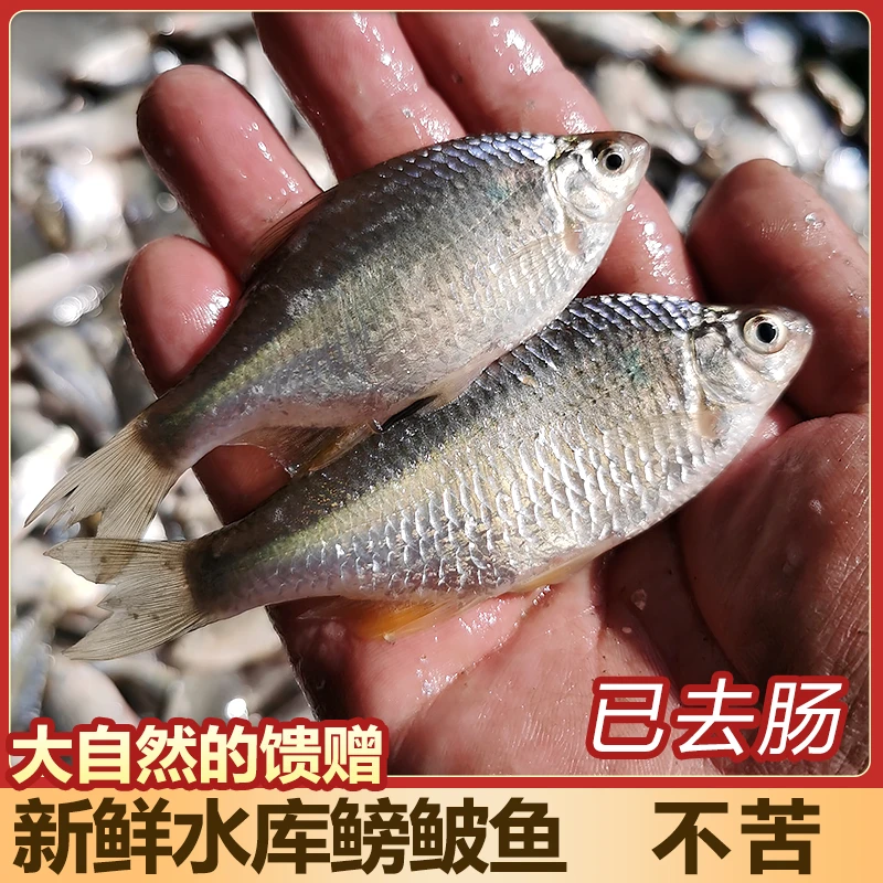 【冷链加冰发货】新鲜鳑鲏鱼旁皮鱼四方皮鱼小杂鱼【不苦已去内脏】
