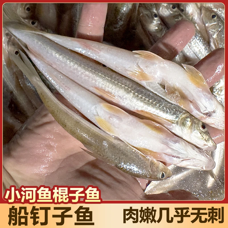 【冷链加冰发货】淡水新鲜棍子鱼小河鱼船钉子鱼沙锥鱼(已去肠)
