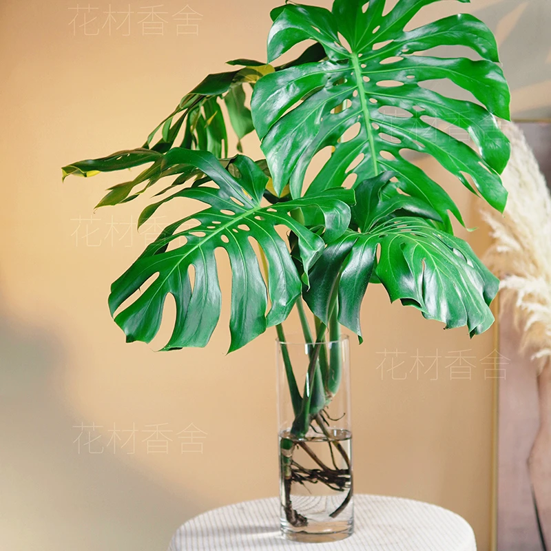 老桩水培龟背竹基地室内客厅绿植盆栽美观叶植物鲜活清新盆景绿2