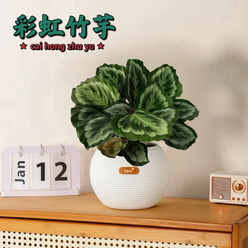 彩虹竹芋绿植基地盆室内植物ins网红美观叶花卉花草盆景上档次