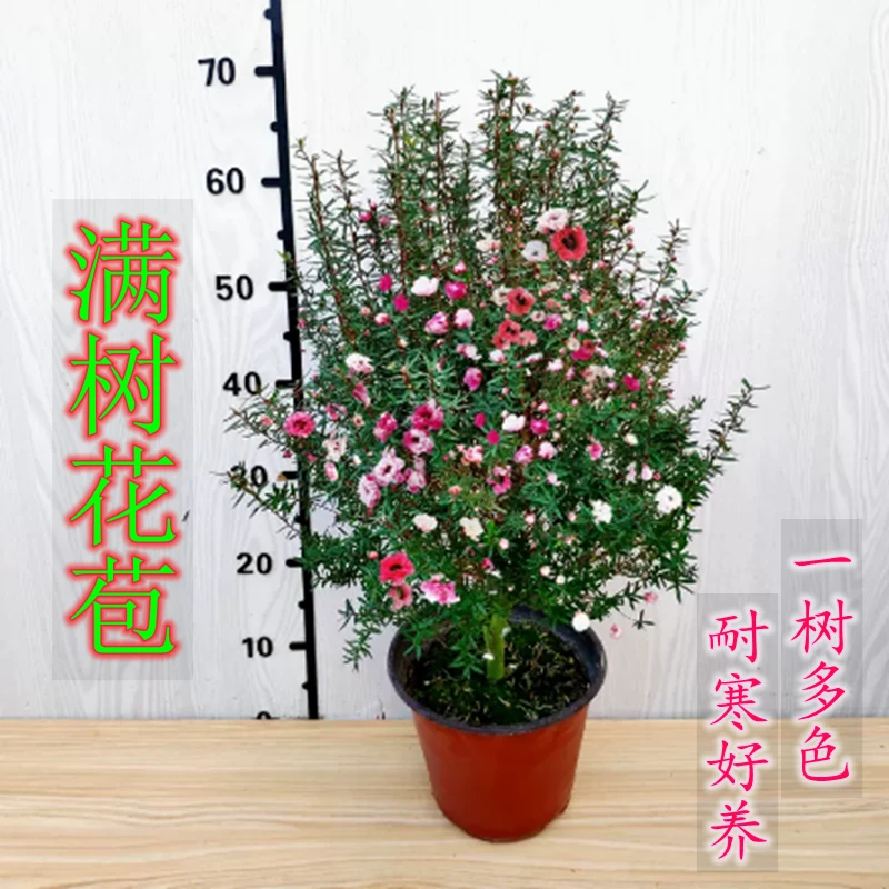 【顺丰包邮】澳洲松红梅一树多色耐寒绿植花卉盆栽阳台客厅窗台庭院