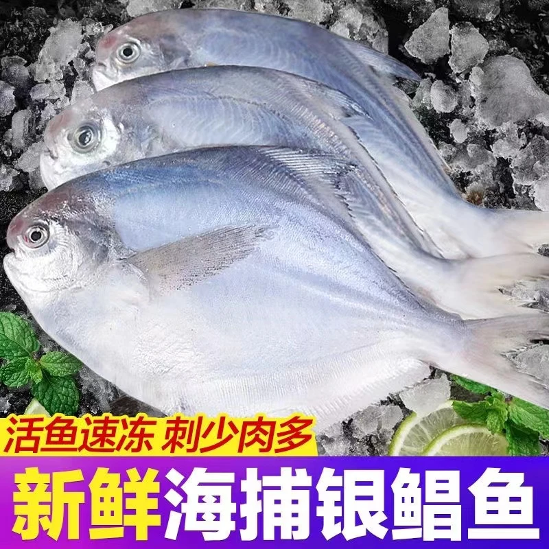 野生海捕速冻小号银鲳鱼 海平鱼 油炸清蒸红烧肉质细腻*6斤