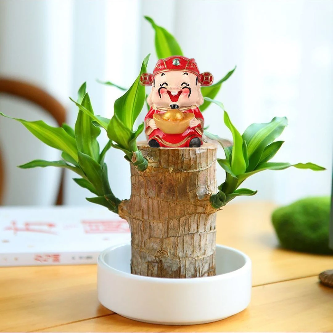 精品15厘米高【带2叶发货】水培巴西木开花水养懒人绿植室内好养花