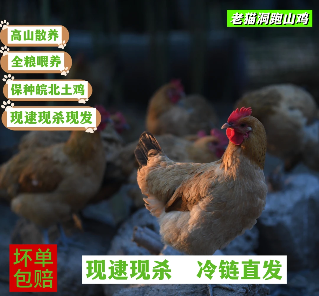 【皖北高山散养土鸡】老猫洞跑山鸡母鸡高山全粮散养正宗土本母鸡鸡