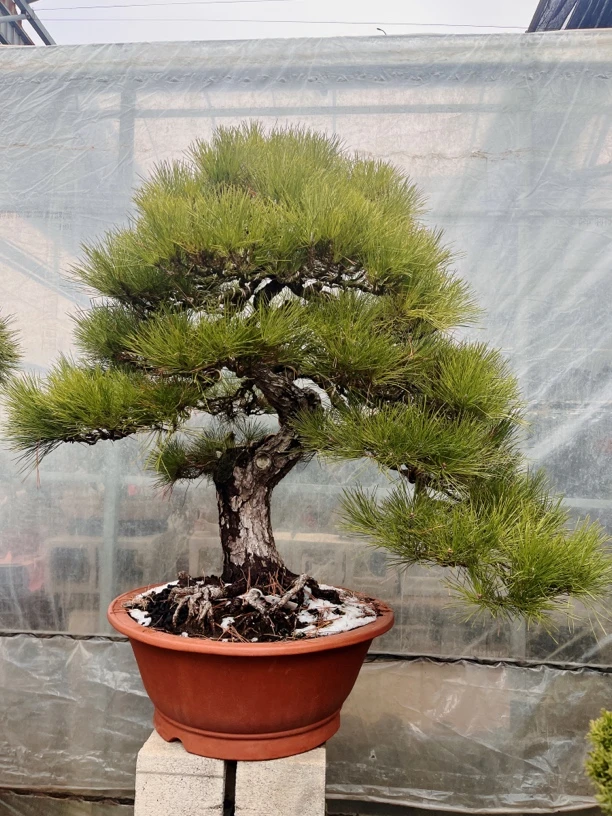 黑松 老桩 别墅庭院种植