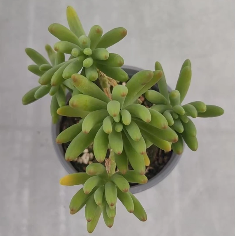 【八千代】【脱土发货】【满12元包邮】 办公室阳台多肉绿植量拍