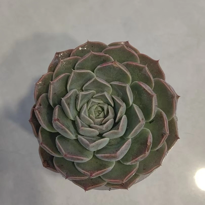 【海琳娜】【脱土发货】【满12元包邮】 办公室阳台多肉绿植量拍