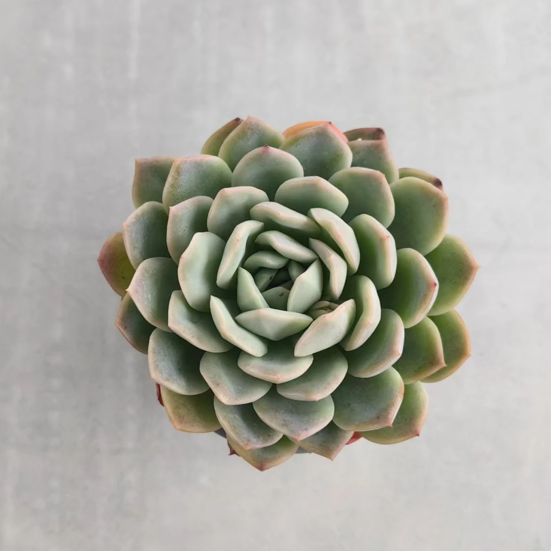 【莎莎女王】【脱土发货】【满12元包邮】 办公室阳台多肉绿植量拍