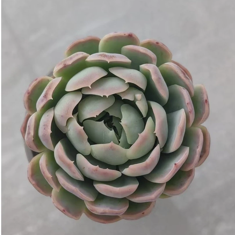 【奶油贝瑞】【脱土发货】【满12元包邮】 办公室阳台多肉绿植量拍