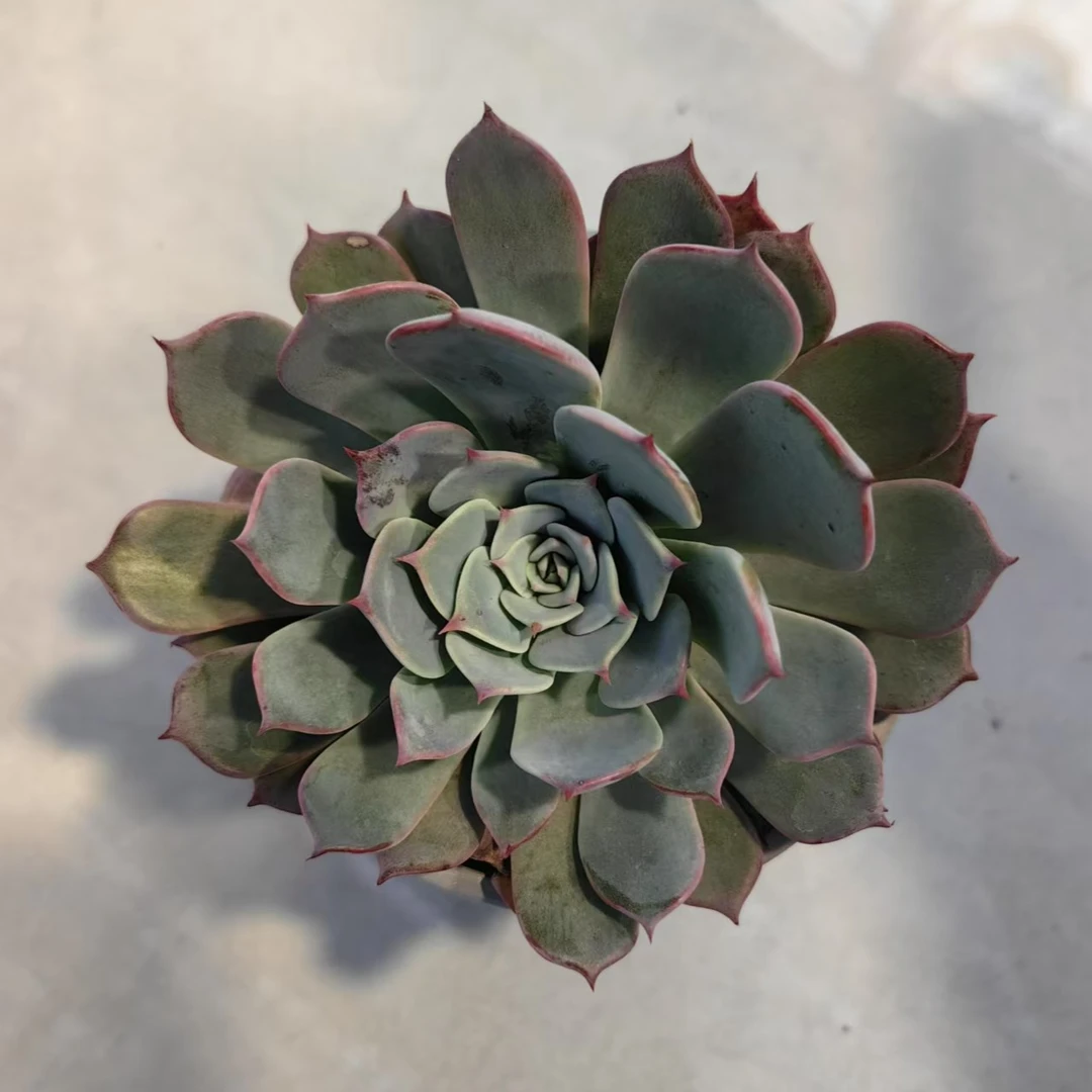 【劳伦斯】【带盆土发货】【满12元包邮】 办公室阳台多肉绿植量拍