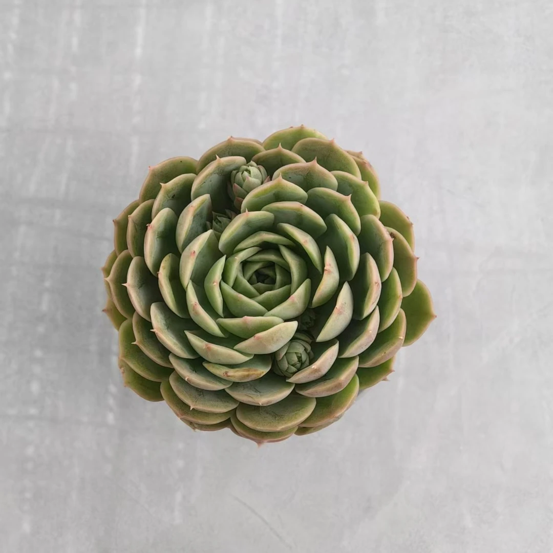 【昂斯诺】【带盆土发货】【满12元包邮】 办公室阳台多肉绿植量拍