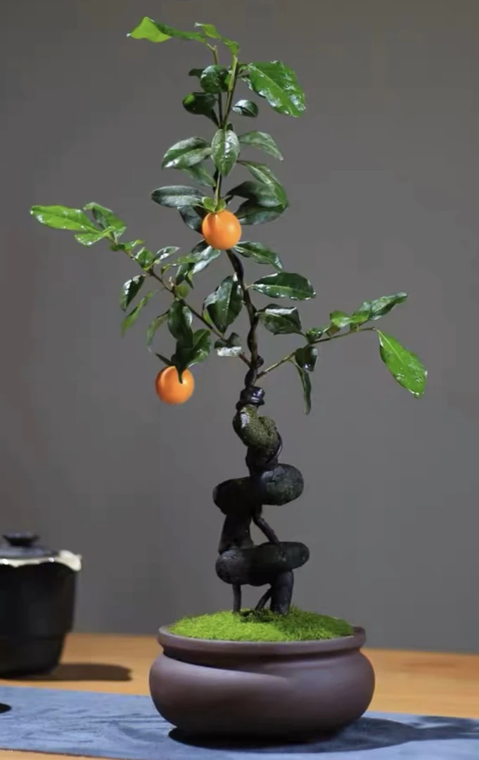 金弹子小彭盆景花卉