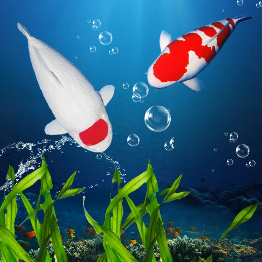 锦鲤直播日本纯种锦鲤红白大正昭和丹顶火鲤淡水活鱼观赏鱼