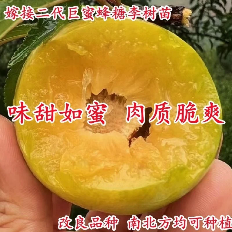 嫁接二代蜂糖李子树苗 盆栽地栽 耐寒耐热 适合南北方庭院种植