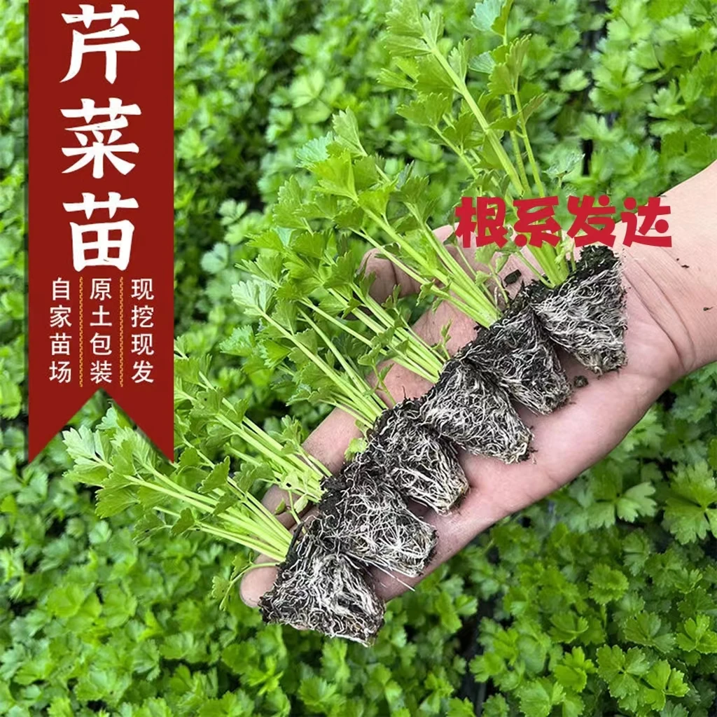 耐寒蔬菜苗四季芹菜苗秋冬芹菜苗蔬菜苗四季种植阳台庭院种植浇水