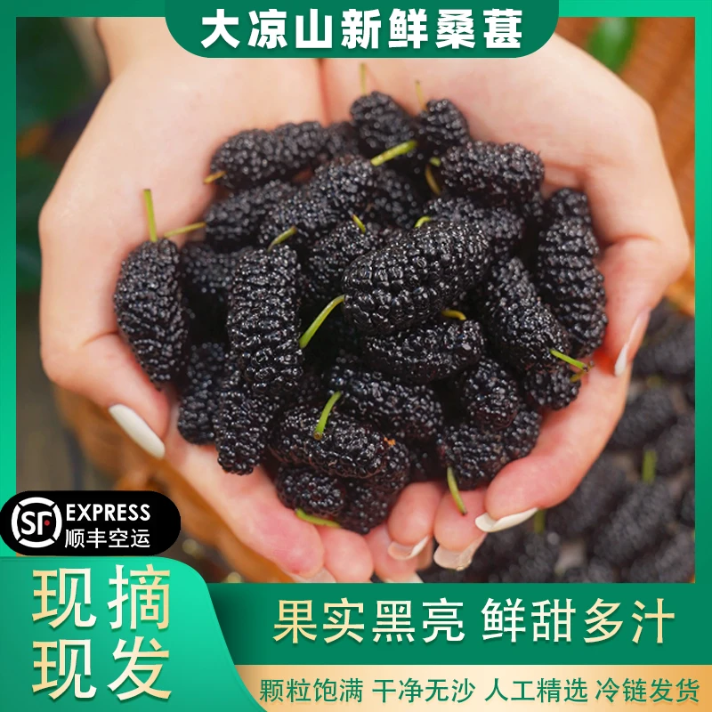 新鲜大凉山桑葚高山鲜果黑桑葚干净无沙精选大果现摘现发2斤起