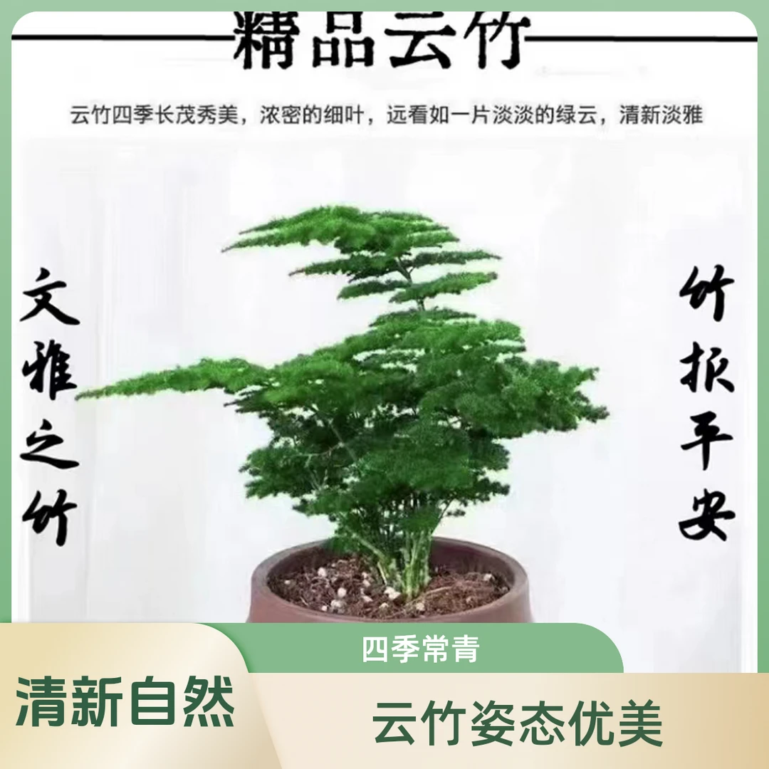 精品云竹【3盆原盆原土】矮生密叶云竹文竹盆栽办公室绿植桌面长青