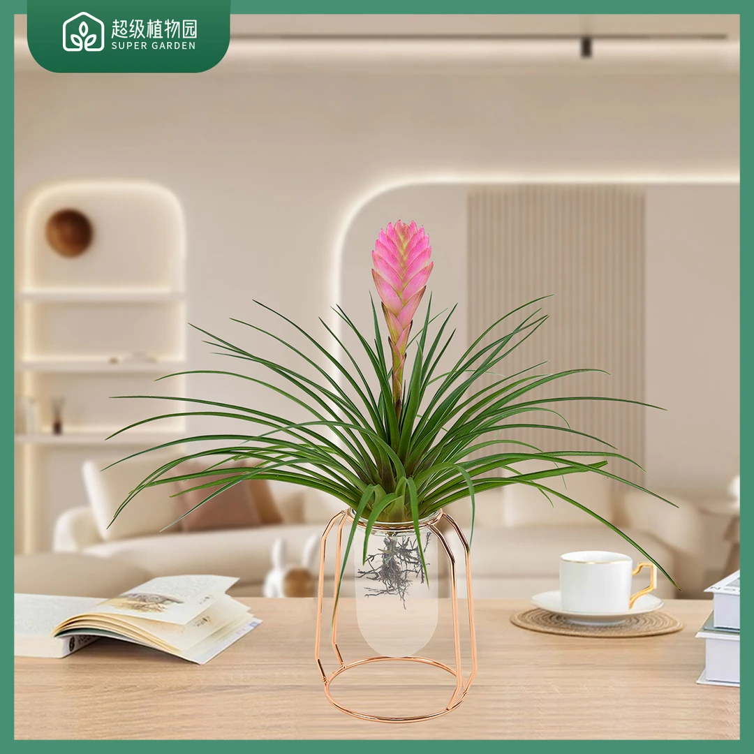 铁兰铁扇公主紫花空气凤梨水培花卉绿植网红铁艺北欧花架土壤培育