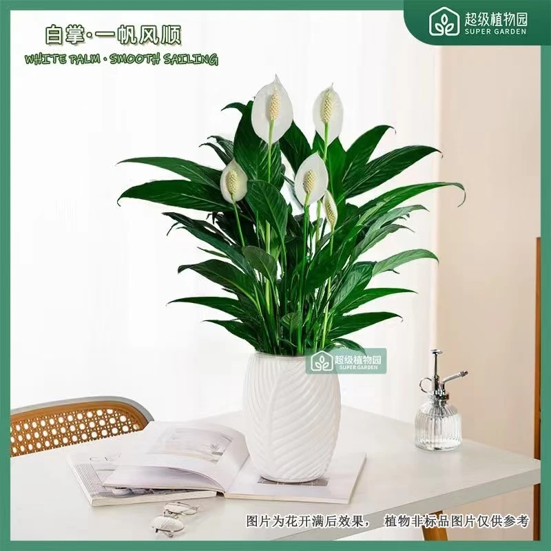 白掌盆栽植物室内土培绿植办公桌好养耐看植物