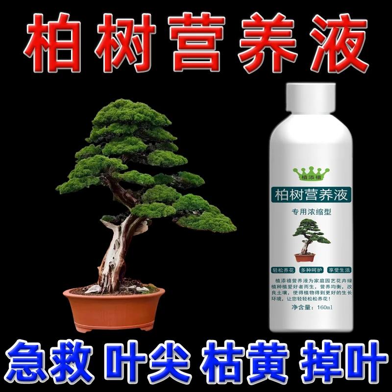 真柏盆景专用肥料济州真柏营养液柏树叶面肥树苗叶子发黄枯萎枯叶