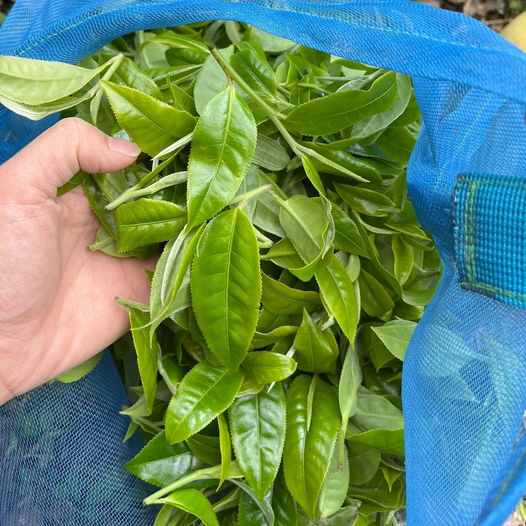 2021年老班章200g饼茶 普洱生茶 醇厚 花蜜香 珍藏 送礼