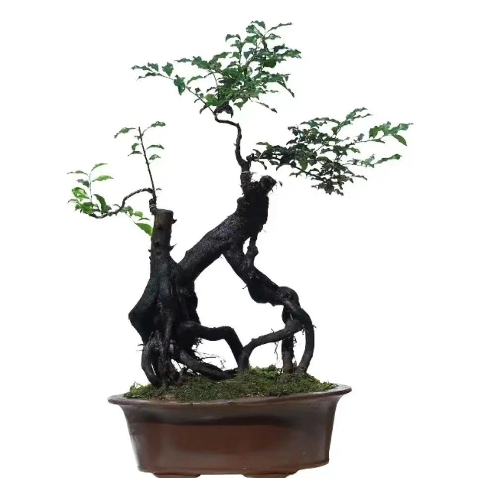 金弹子盆景素材，拍品链接