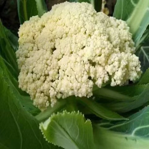 【花菜】农家新鲜露天种植花菜应季菜
