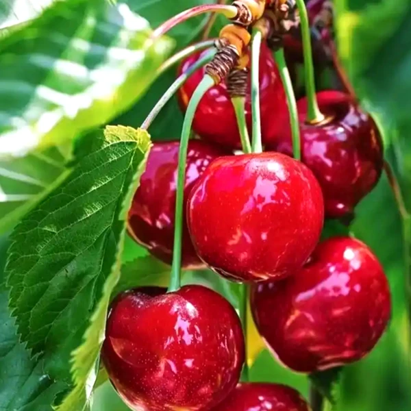 【樱桃树苗】嫁接车厘子樱桃苖地栽盆栽大南北方耐寒耐旱种植果树苗