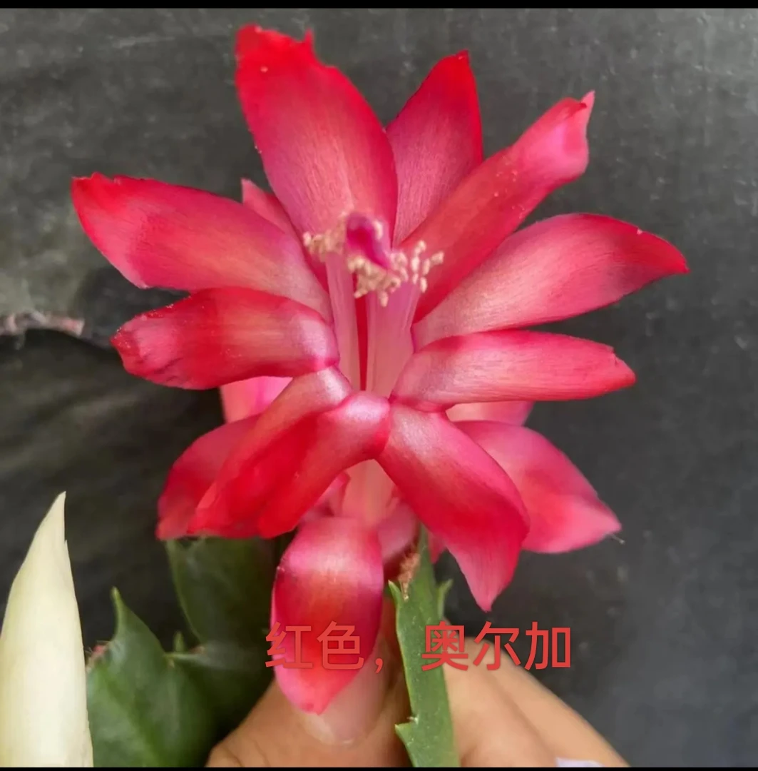 叶片扦插小苗，每盆3棵以上