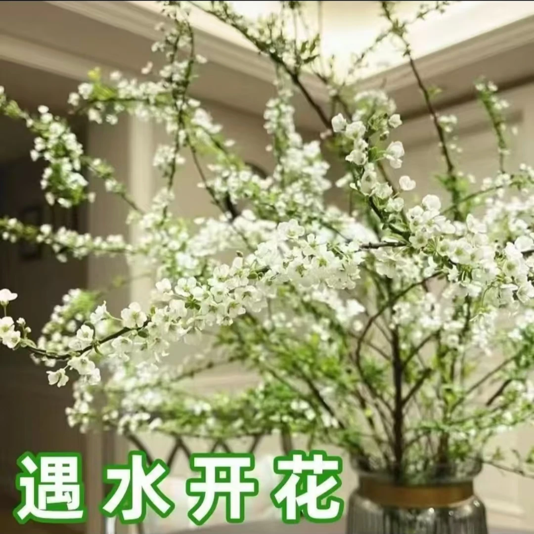 雪柳鲜枝水培干枝支懒人绿植物室内鲜花遇水养开花卉重瓣盆栽插花