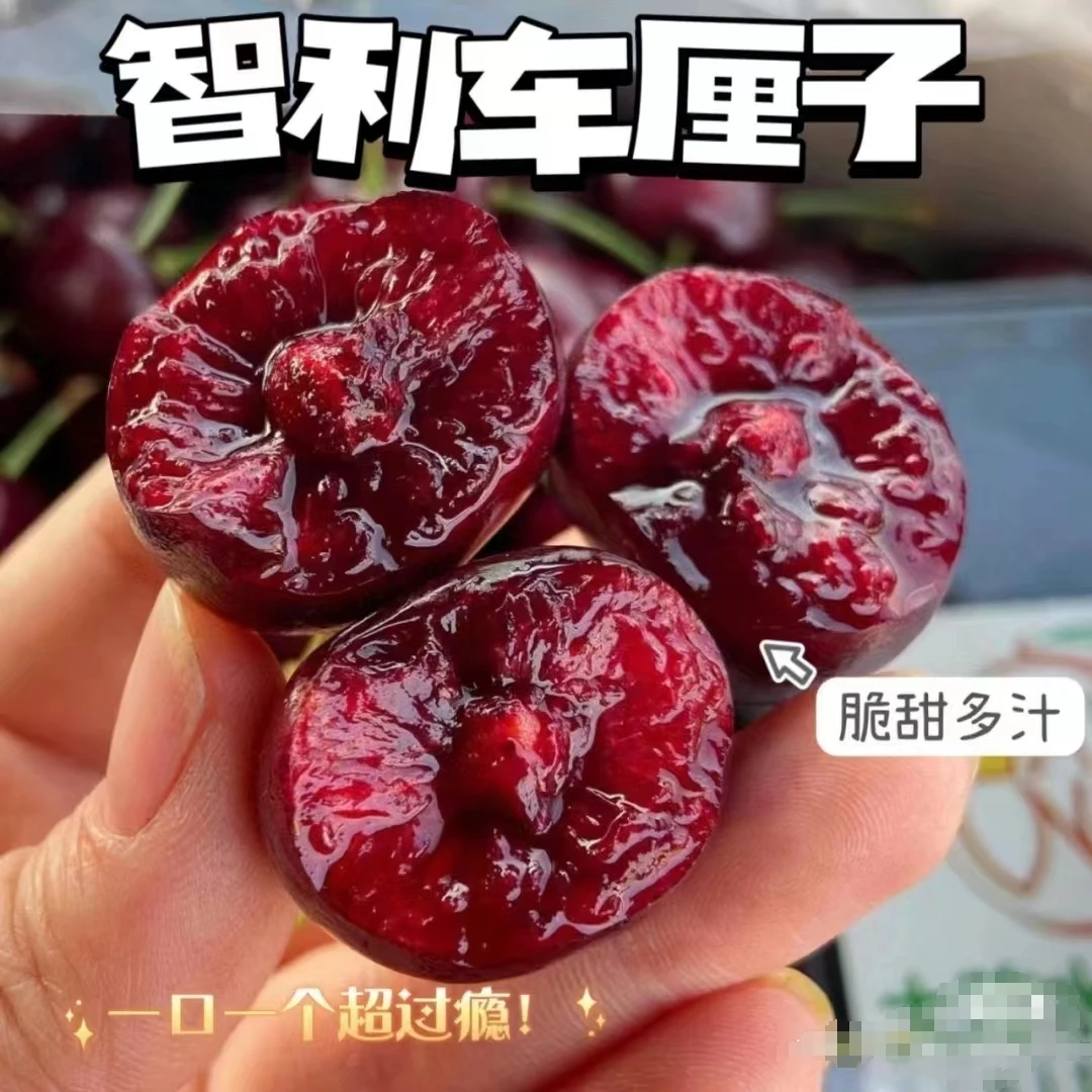【达吾水果】智利拉宾斯车厘子坏果包赔3J/5斤（机械伤不售后）