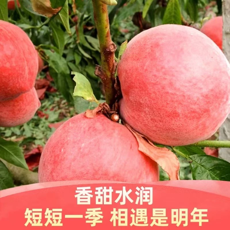 【达吾水果】果园现摘现发秦安北京8号离核桃10斤(西宁发货）