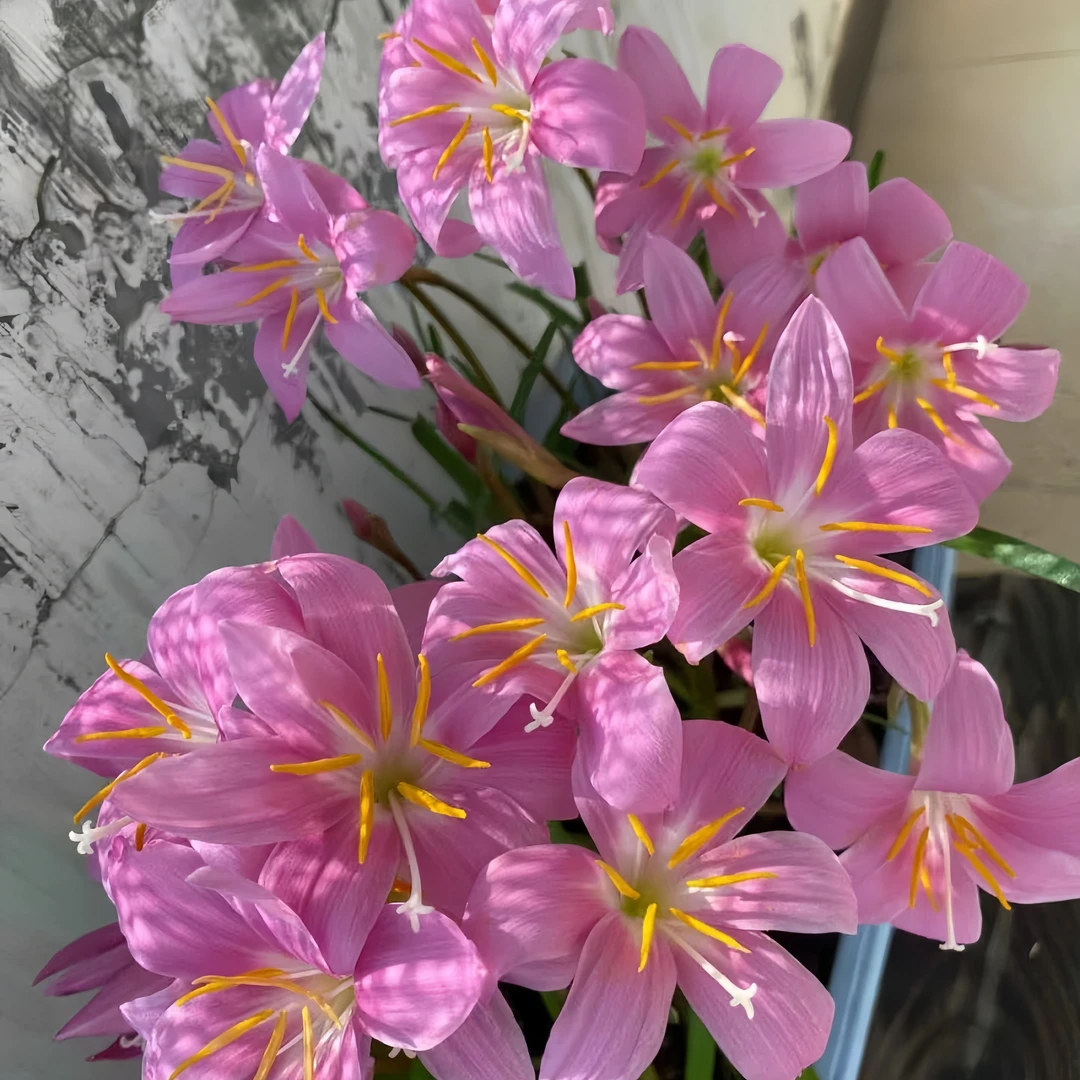 易活大球室内耐旱风雨兰园艺耐寒花坛种植春天好养耐热阳台庭院